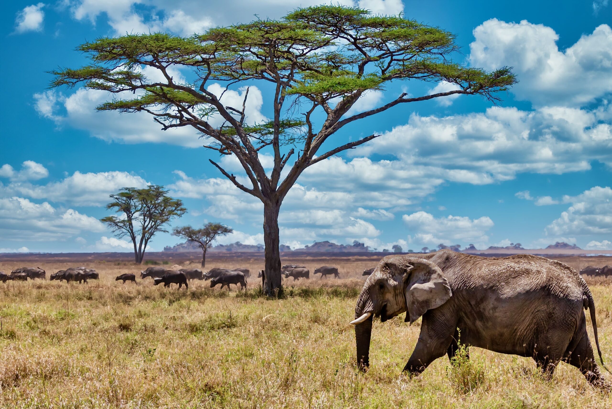 Tanzania Safari Tours