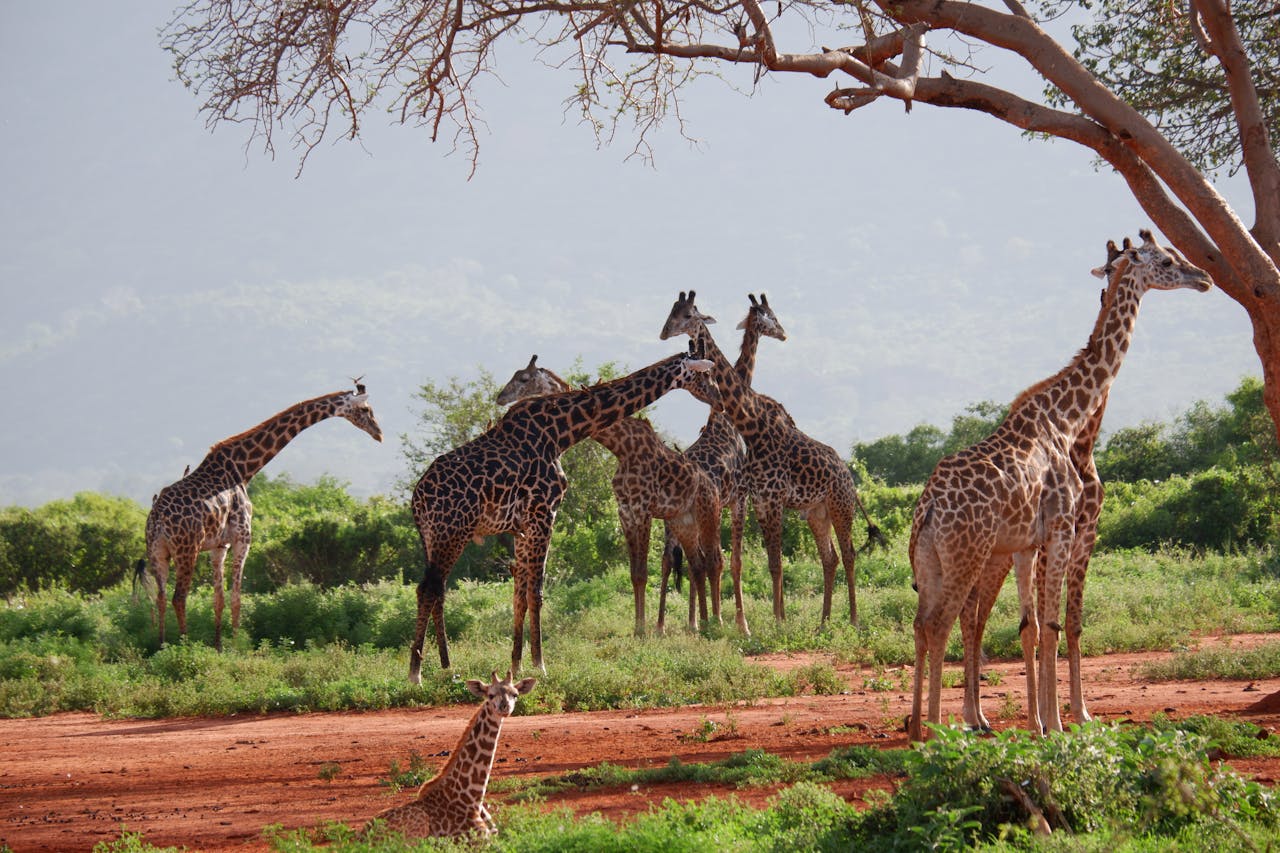 Tanzania Safari Tours