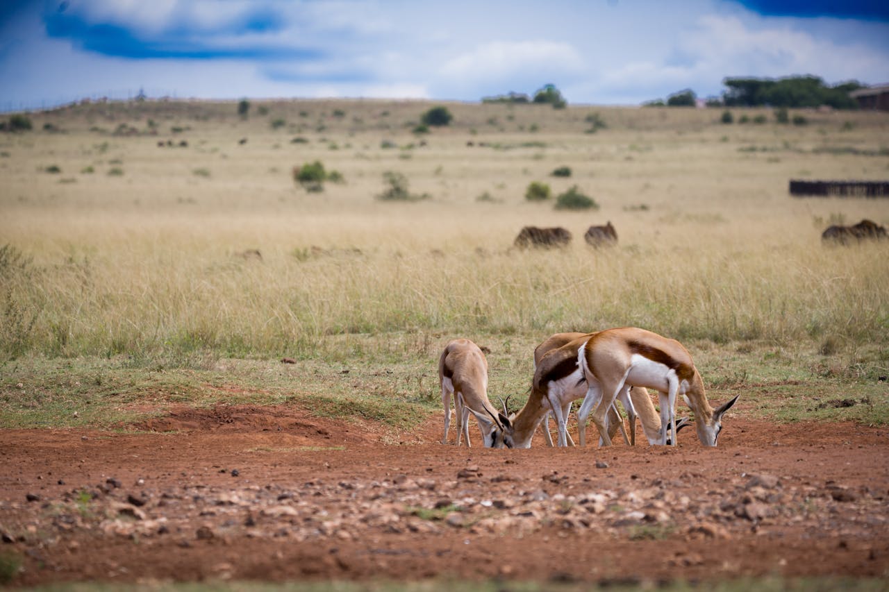 Tanzania Safari Tours