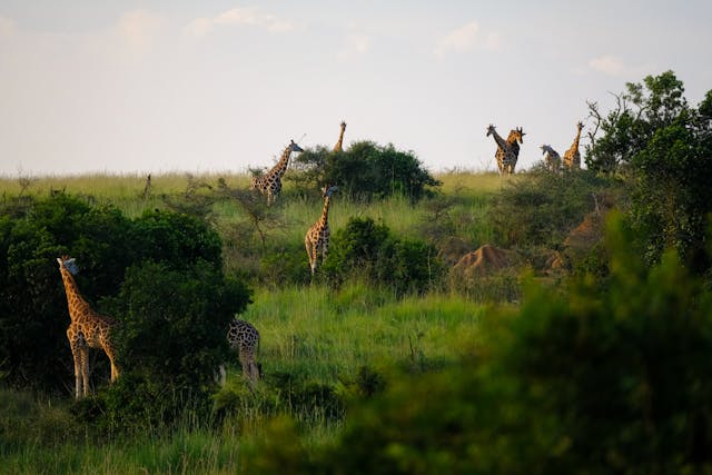 Ngorongoro Crater wildlife